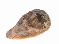 Струя кабарги сухая купить