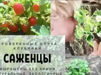 Клубника рассада