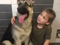 Щенки ВЕО
