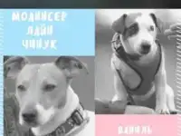 Щенки Джек Рассел терьера, фотография 2