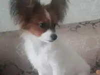 Продам папийон Милана