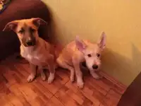 Рокки и Эльза ищут дом