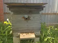 Улий с пчелами