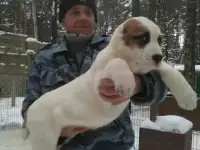 Щенки Среднеазиатской Овчарки 