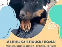 Замечательная ласковая девочка Буся ищет дом!, фотография 2