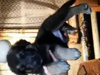 Щенки ВЕО
