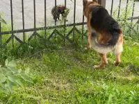 Кинолог