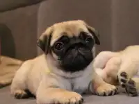 Малыши мопсы