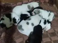 Щенки алабая от титулованных родителей