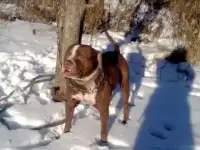 вязка