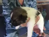 Отдам в добрые руки