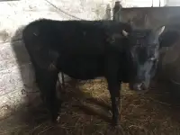 Продается телка