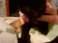 Отдам котят