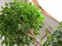 Отдам комнатные цветы , фотография 6