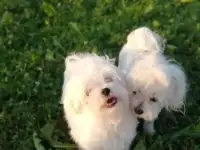 Мальтезе