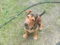 Отдам в хорошие руки, фотография 4