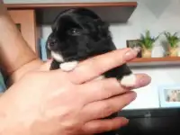 Продам щенка шпица дата рождения, фотография 2