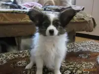Щенки папийона