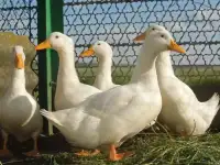 Утята броллерные Ст-5