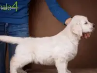 Очаровательные золотистые щенята, фотография 2