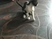 Породистые котята Девон рекс, фотография 3