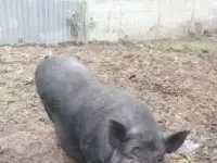 вьетнамские свиньи, фотография 4