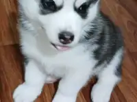 Продаются щенки породы Сибирский Хаски!, фотография 3