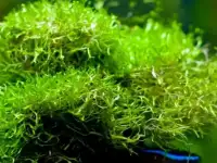 Неприхотливые аквариумные растения, оптом., фотография 7