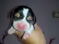 Щенки Бигля