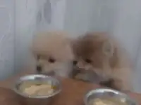 щенки померанского шпица
