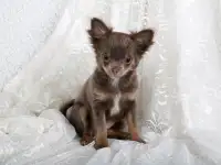 Чихуахуа щенки продажа