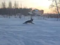 Щенки немецкой овчарки
