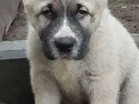 Алабай