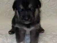 Срочно! Ищем дом щенкам!, фотография 2
