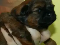 Ши тцу яркого окраса