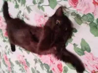Отдам черную, бомбейскую кошечку, фотография 5