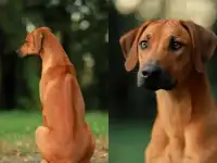 Щенки родезийского риджбека, фотография 6