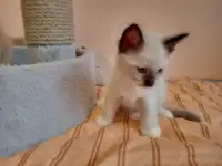 Продам котят породы РЭГДОЛЛ, фотография 5