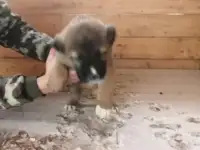 Продам щенят
