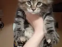 Котятки Мейн-кун