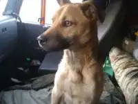 Нашел собаку