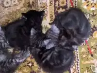 Мраморные котята шотландцы, фотография 4