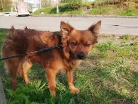 Маленькая рыжая собачка 8 кг ищет дом