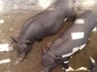 Вьетнамские поросята