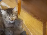 Отдам в добрые руки