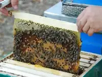 Продам пчелопакеты Карпатка