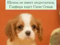 Кавалер кинг чарльз спаниель щенки