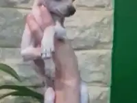 Щенки той терьера