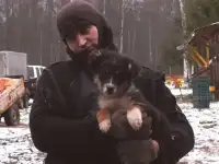 Щенки австралийской овчарки мальчики