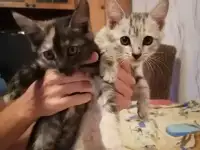 Отдам котят добрым людям, фотография 3